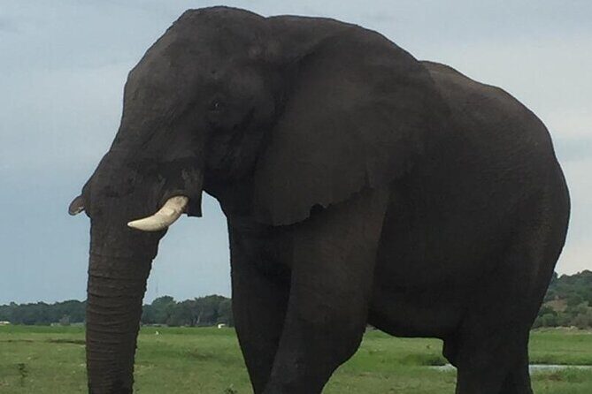 1 Day Chobe National Park Safari Experience - FAQ