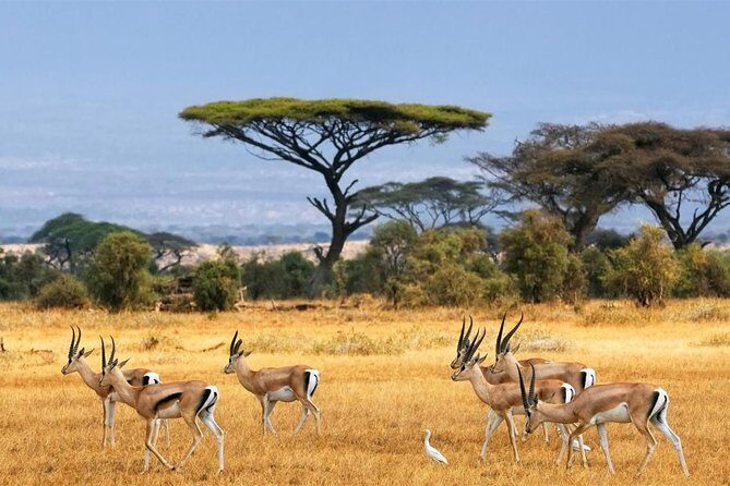 1 Day Classic Amboseli Safari - What makes this safari special?