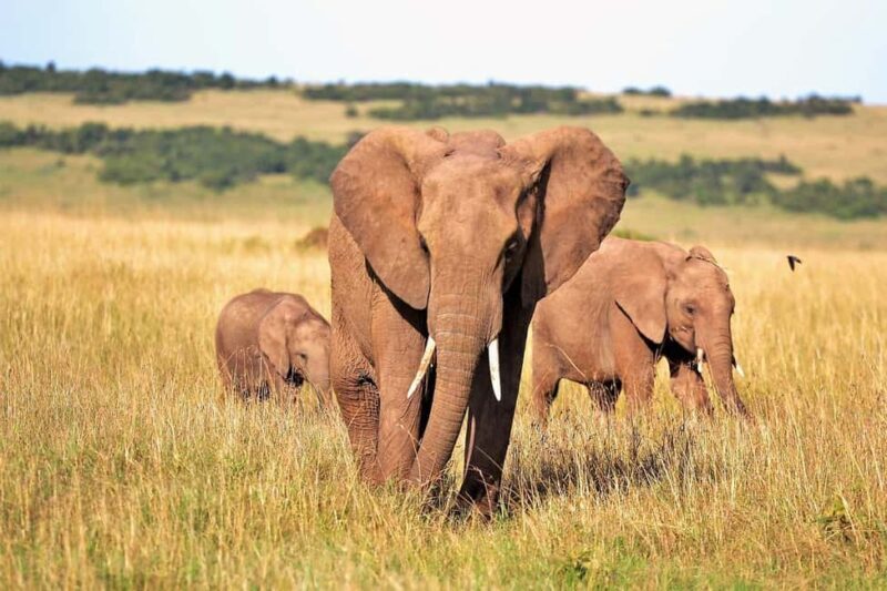 1-Day classic safari to Mikumi Park from Dar-es-Salam by car - Who Should Consider This Safari?