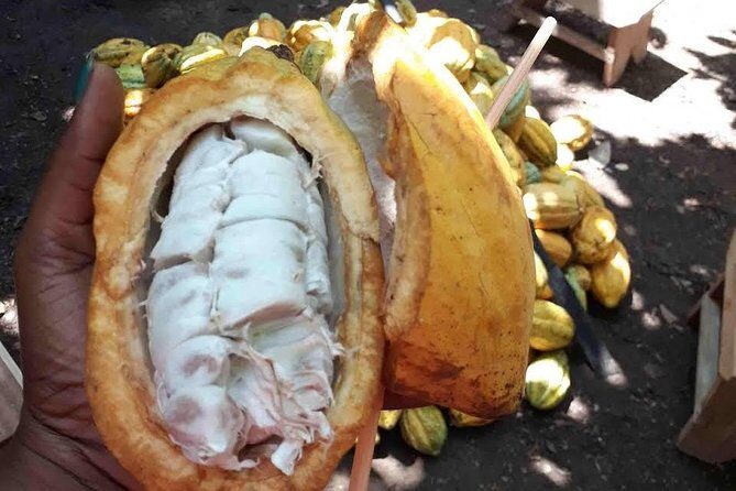 1 Day cocoa farm tour - Why This Tour Works for Travelers