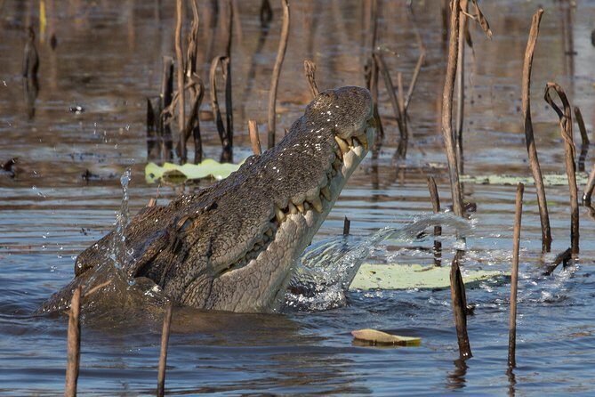 1 Day Corroboree Billabong Wetland Experience including 2.5 hour cruise + lunch - What Travelers Say