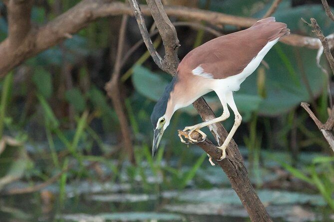 1 Day Corroboree Billabong Wetland Experience including 2.5 hour cruise + lunch - FAQ
