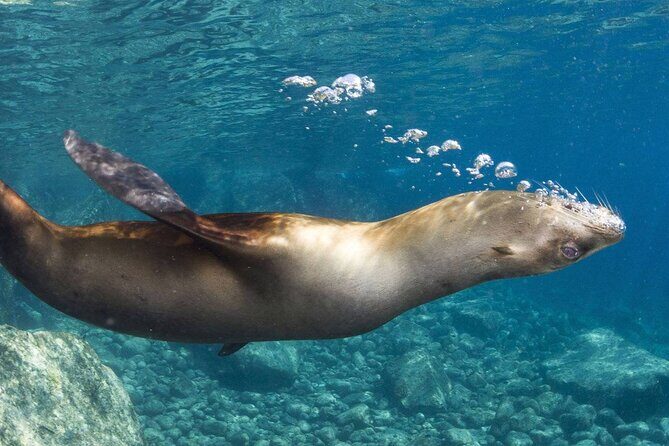 1 Day Espiritu Santo Island Wonders, Sea Lions and Paddleboard Adventure - Who Would Love This Tour?