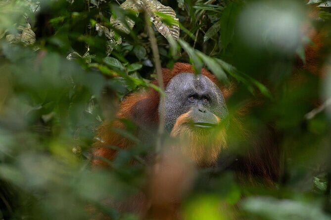 1 Day Ethical Jungle Trek in Bukit Lawang at Sumatra - Key Points