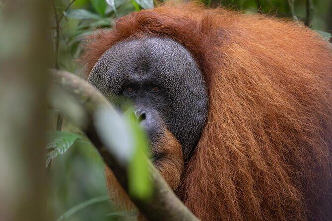 1 Day Ethical Jungle Trek in Bukit Lawang at Sumatra - An Introduction to the Experience