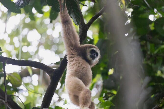1 Day Ethical Jungle Trek in Bukit Lawang at Sumatra - What the Tour Includes and What to Consider