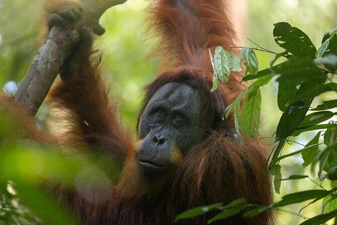 1 Day Ethical Jungle Trek in Bukit Lawang at Sumatra - Insights from Travelers’ Reviews