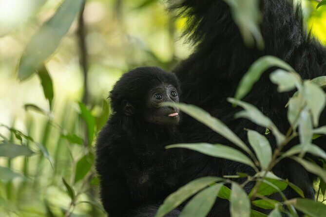 1 Day Ethical Jungle Trek in Bukit Lawang at Sumatra - The Perfect Fit for Who?
