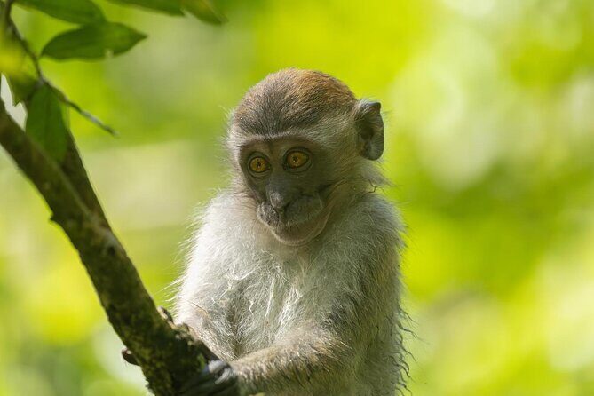 1 Day Ethical Jungle Trek in Bukit Lawang at Sumatra - FAQs