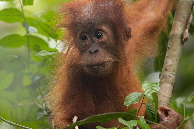 1 Day Ethical Jungle Trek in Bukit Lawang at Sumatra - Final Thoughts