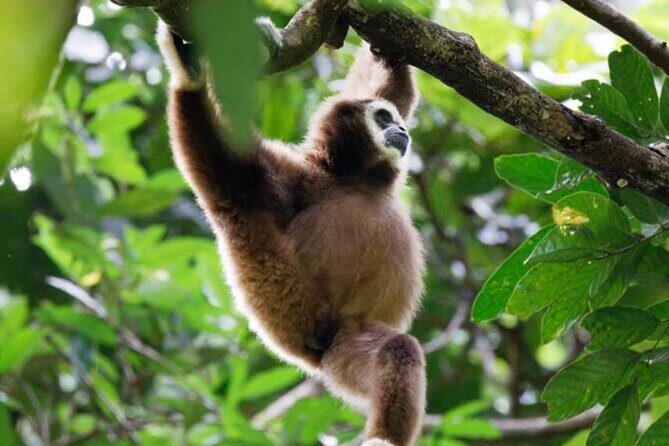 1 Day Ethical Jungle Trekking - Getting a Feel for the Experience