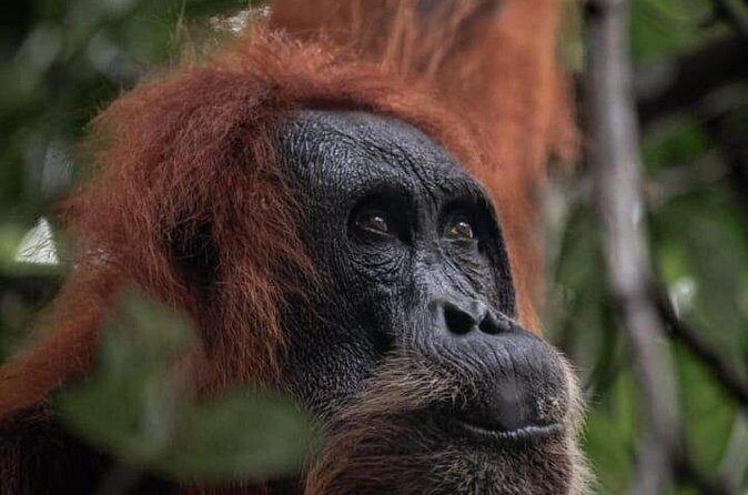 1 Day Ethical Jungle Trekking - Who Is This Tour Best For?