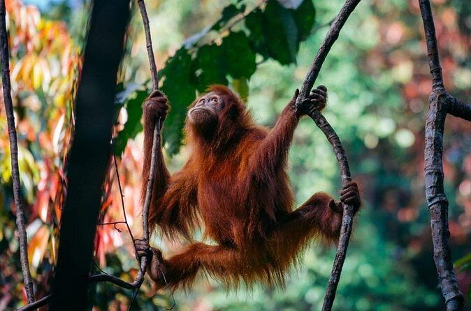1 Day Ethical Jungle Trekking - FAQ