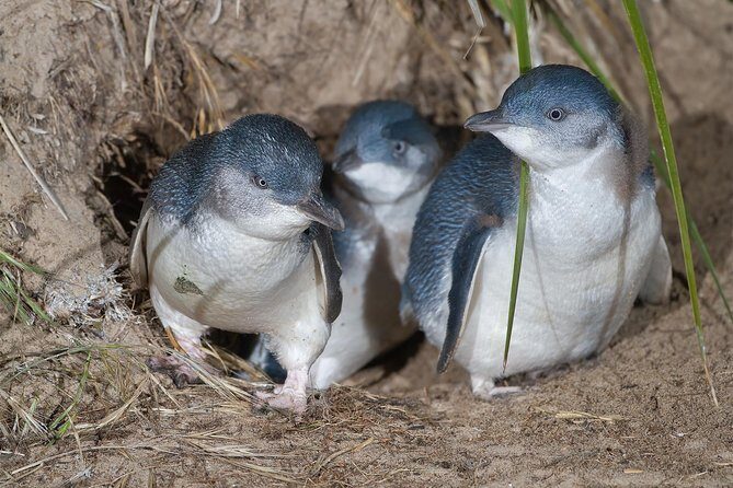 1 Day Exclusively Private Tour Of Phillip Island & The Penguin Parade - An In-Depth Look at the Phillip Island Private Tour