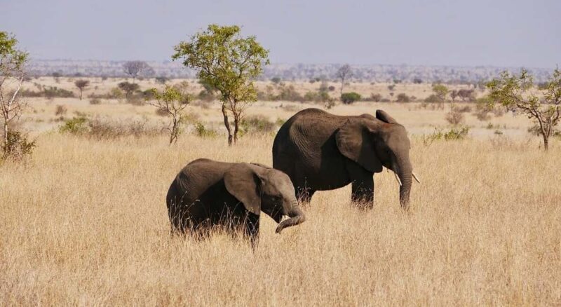 1-Day experience safari to Mikumi from Dar-es-Salaam by car - Key Points