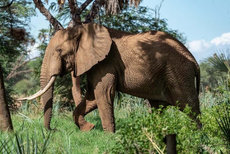 1-Day experience safari to Mikumi from Dar-es-Salaam by car - A Close Look at the Tour Experience