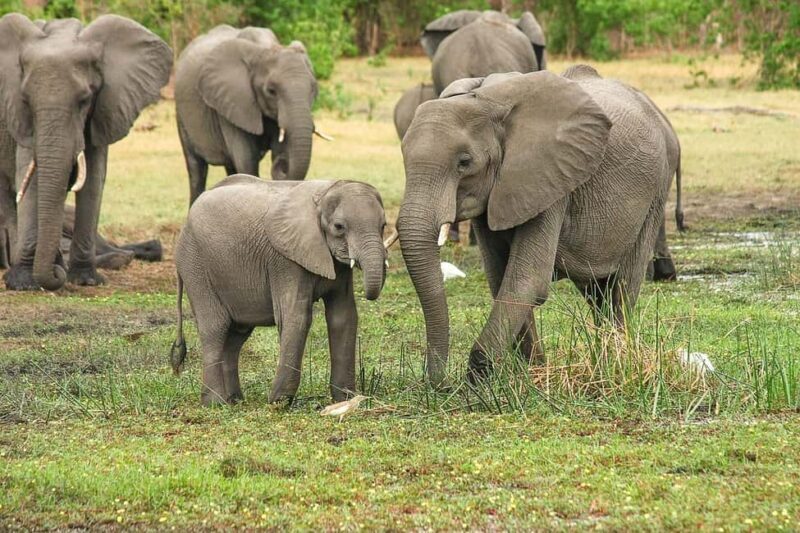 1-Day experience safari to Mikumi from Dar-es-Salaam by car - Who Would Enjoy This Day Trip?