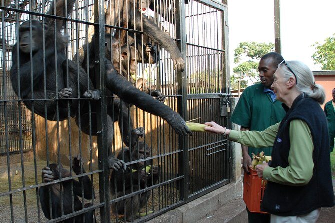 1 day Fishing and Chimpanzee Island tour - An In-Depth Look at the Tour Experience