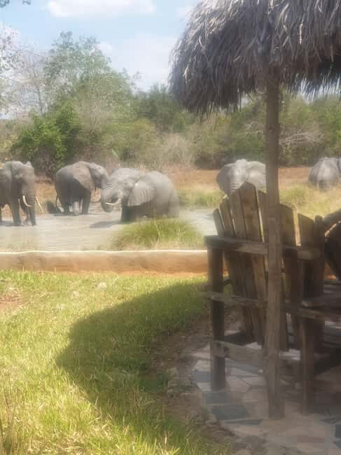 1 Day Fly in Safari Zanzibar Nyerere National Park - Key Points