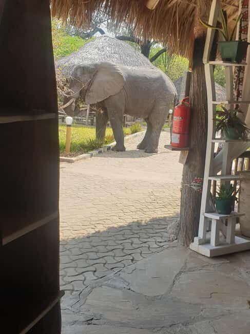 1 Day Fly in Safari Zanzibar Nyerere National Park - What Makes This Tour Stand Out