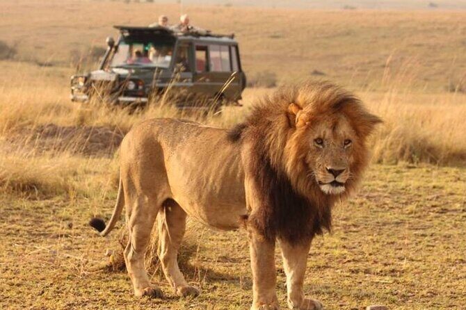 1-Day Fly in Shared Safari to Mikumi National Park from Zanzibar - Key Points