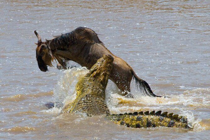 1-Day Fly in Shared Safari to Mikumi National Park from Zanzibar - FAQs