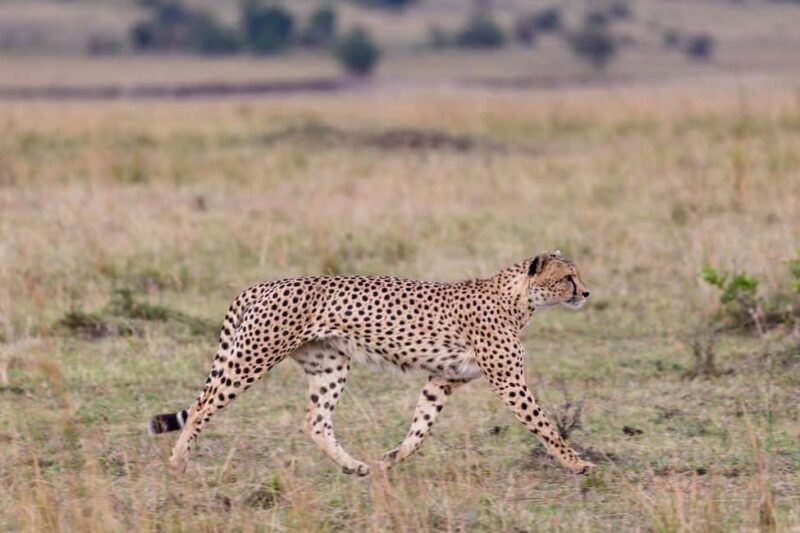 1-Day flying safari from Zanzibar to Mikumi Park with Lunch - The Itinerary: What to Expect from Dawn to Dusk