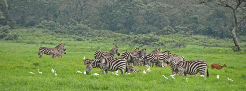 1-Day: Flying Safari from Zanzibar to Mikumi - Key Points