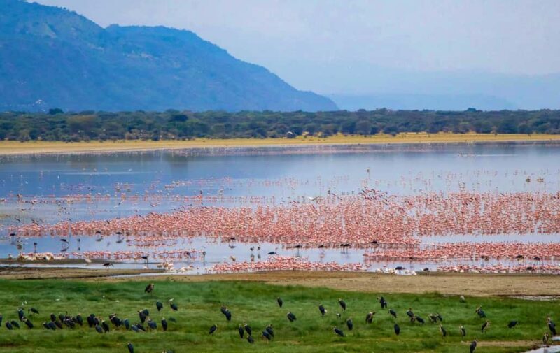 1-Day: Flying Safari from Zanzibar to Mikumi - Understanding the Itinerary in Detail