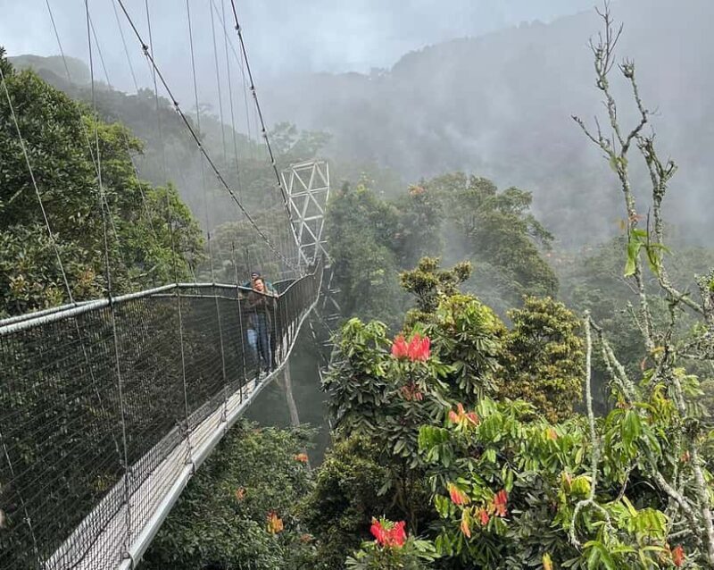 1 day: From Kigali, The canopy walk adventure at Nyungwe - Key Points
