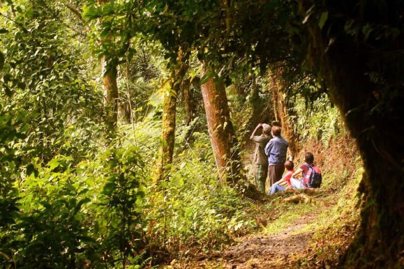 1 day: From Kigali, The canopy walk adventure at Nyungwe - An In-Depth Look at the Experience
