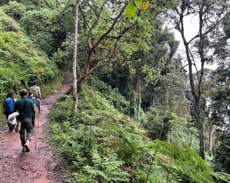 1 day: From Kigali, The canopy walk adventure at Nyungwe - The Cost and Its Value
