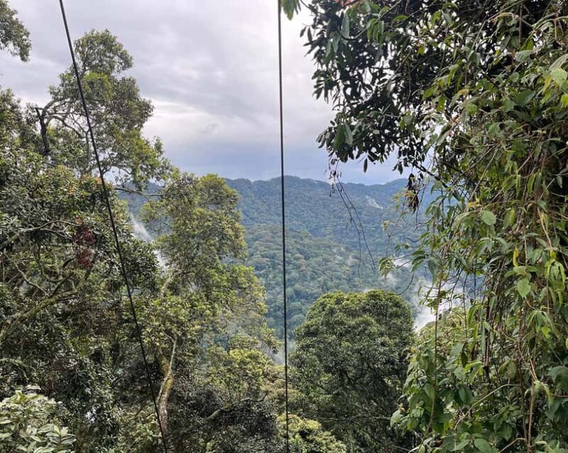 1 day: From Kigali, The canopy walk adventure at Nyungwe - FAQ