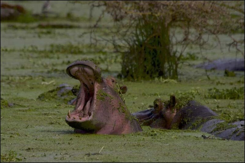 1-Day fyling safari to Nyerere National Park from Zanzibar - Key Points
