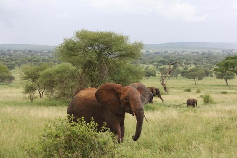 1-Day fyling safari to Nyerere National Park from Zanzibar - An In-Depth Look at the Experience
