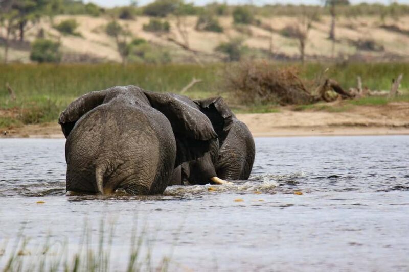 1-Day fyling safari to Nyerere National Park from Zanzibar - Why This Tour Stands Out