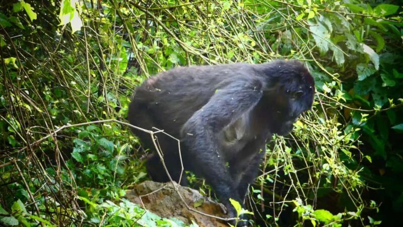 1 Day Gorilla Tour in Bwindi from Kigali - The Experience From the Reviews