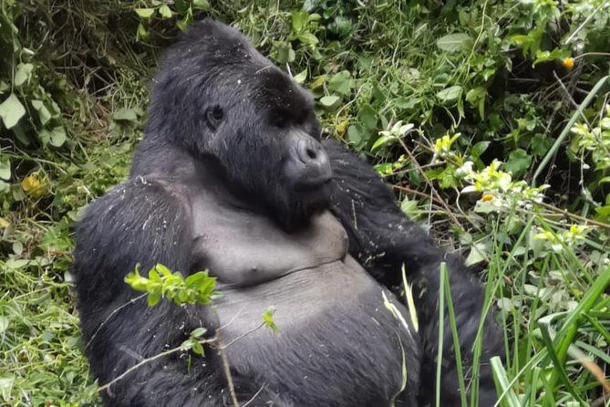 1 Day Gorilla Trekking Mgahinga Gorilla NP & Lake Bunyonyi - What You Can Expect: A Detailed Look at the Day