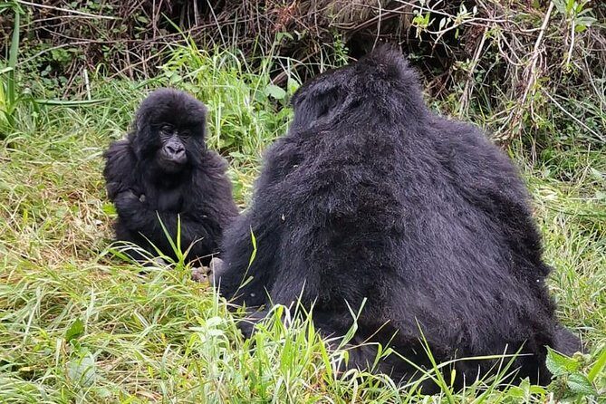 1 Day Gorilla Trekking Mgahinga Gorilla NP & Lake Bunyonyi - The Logistics: What’s Included and What’s Not