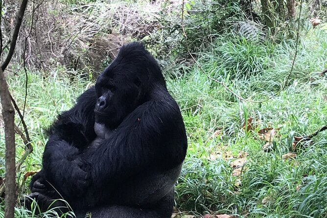 1 Day Gorilla Trekking Mgahinga Gorilla NP & Lake Bunyonyi - Final Thoughts: Is This Tour Worth It?