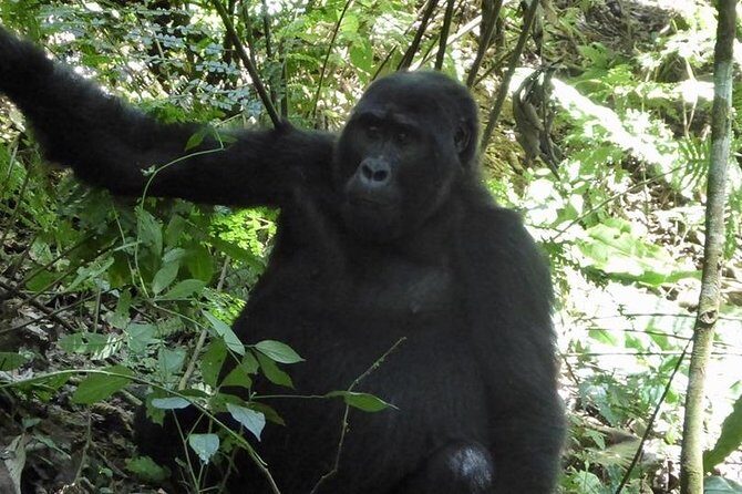 1 Day Gorilla Trekking Rwanda - Who Is This Tour Best For?