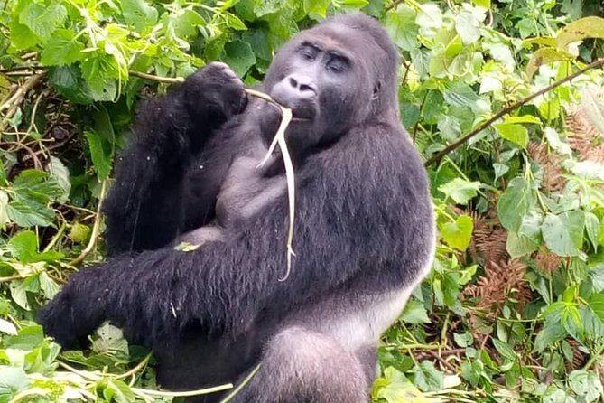 1 Day Gorilla Trekking Rwanda - The Sum Up