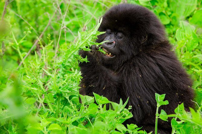 1 Day Gorilla Trekking Safari Tour - The Journey to Rwanda’s Mountain Gorillas: What to Expect