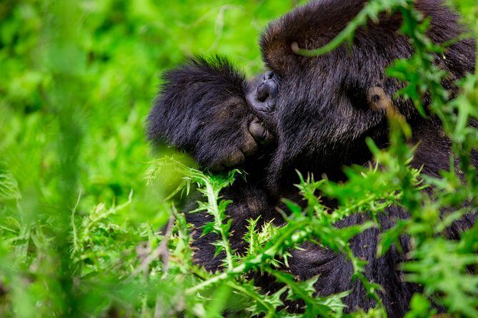 1 Day Gorilla Trekking Safari Tour - The Value of the Tour