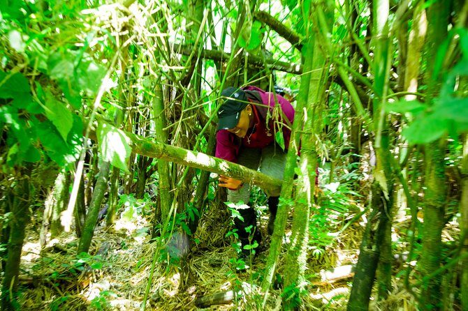 1 Day Gorilla Trekking Safari Tour - Final Thoughts