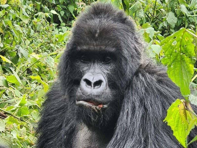 1 Day gorilla trekking safari tour, volcanoes national park. - Why This Tour Offers Great Value