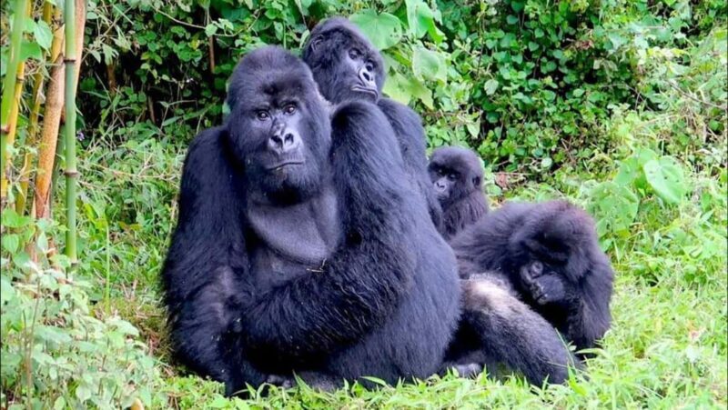 1 Day gorilla trekking safari tour, volcanoes national park. - Who Will Love This Tour?