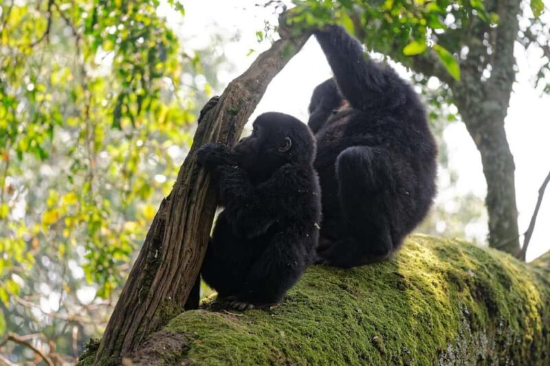 1 Day Gorilla Trekking Tour in Bwindi from Kigali - Key Points