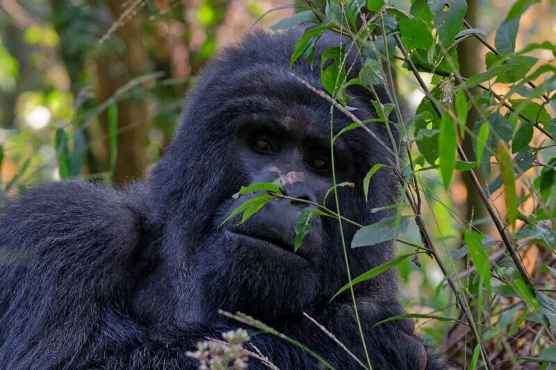 1 Day Gorilla Trekking Tour in Bwindi from Kigali - What to Bring and Know Before You Go