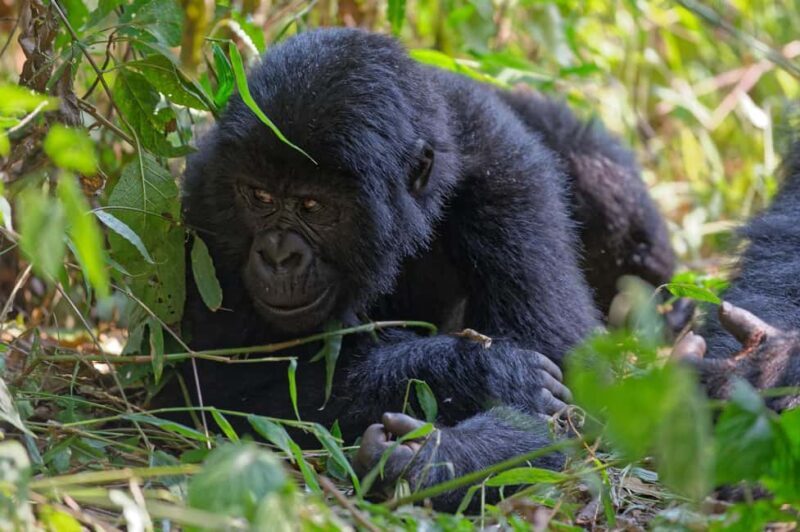 1 Day Gorilla Trekking Tour in Bwindi from Kigali - Authentic Experiences and Honest Reviews